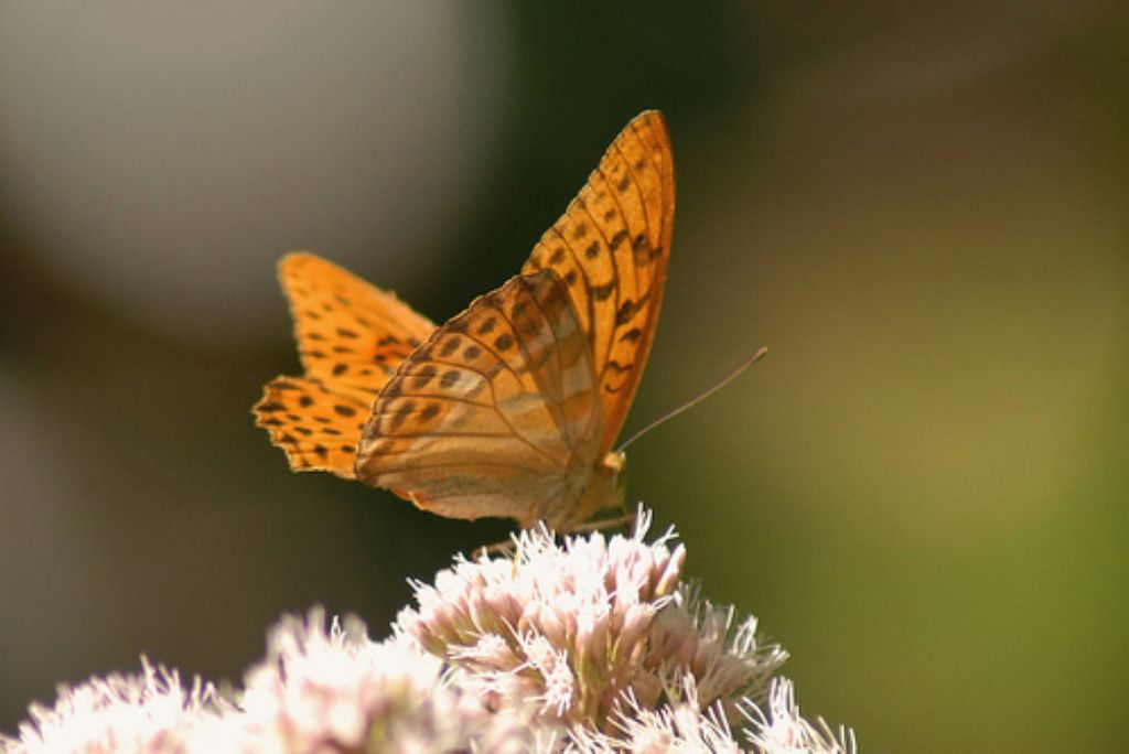 Argynnis paphia? - Si
